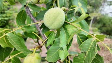 Bir dalda büyük yeşil fındık. Bir dalda ceviz. Kabuklu yeşil fındık.