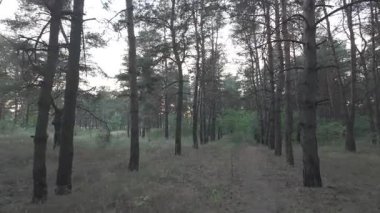 Akşamları orman. Gün batımında çam ağacı. Uzun çamlar. Eski karanlık orman. video 4k 24 fps. Eski çam ağaçlarında yürü. Kozalaklı ağaçlar. Dallardan geçen güneş ışınları.