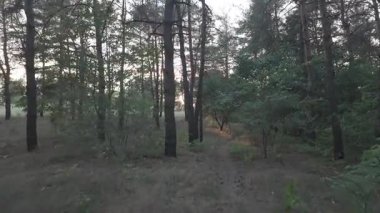 Akşamları orman. Gün batımında çam ağacı. Uzun çamlar. Eski karanlık orman. video 4k 24 fps. Eski çam ağaçlarında yürü. Kozalaklı ağaçlar. Dallardan geçen güneş ışınları.