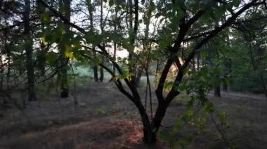 Akşamları orman. Gün batımında çam ağacı. Uzun çamlar. Eski karanlık orman. video 4k 24 fps. Eski çam ağaçlarında yürü. Kozalaklı ağaçlar. Dallardan geçen güneş ışınları.