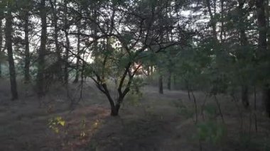 Akşamları orman. Gün batımında çam ağacı. Uzun çamlar. Eski karanlık orman. video 4k 24 fps. Eski çam ağaçlarında yürü. Kozalaklı ağaçlar. Dallardan geçen güneş ışınları.