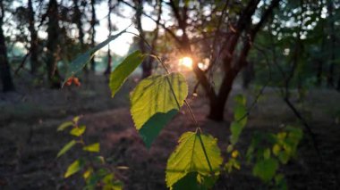 Güneşte yeşil yapraklar. Işıklar ve yapraklar. Akşam ormanı. Gün batımında dallar ve yapraklar. video 4k 24 fps.