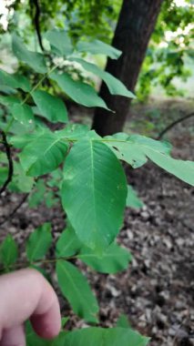 Büyük yeşil ceviz yaprakları. Yeşil yapraklara elle dokunan bir adam. Elinde ceviz yaprağı tutan adam. 4k video 24 fps.