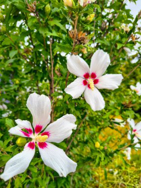 Hibiscus. Beyaz ve kırmızı merkezli Hibiscus çiçeği. Hibiscus rosa-sinensis çiçeğini kapat