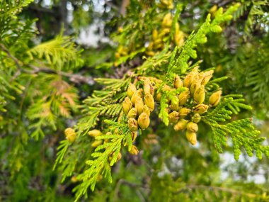thuja çiçekleri. Parktaki güzel yeşil thuja şubesi. Rüzgarda sallanan bir selvi ağacı. Cennetin bahçesinden alınmış, piramit şeklinde bir tacı olan Evergreen ağaçları. Bir daldaki küçük koniler.