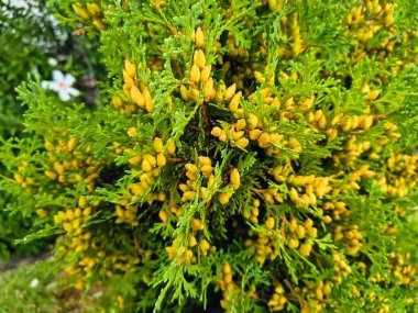 thuja çiçekleri. Parktaki güzel yeşil thuja şubesi. Rüzgarda sallanan bir selvi ağacı. Cennetin bahçesinden alınmış, piramit şeklinde bir tacı olan Evergreen ağaçları. Bir daldaki küçük koniler.