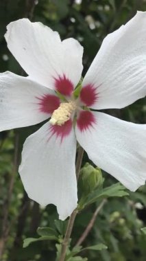 Hibiscus. Beyaz ve kırmızı merkezli Hibiscus çiçeği. Hibiscus rosa-sinensis çiçeğini kapat