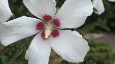 Hibiscus. Beyaz ve kırmızı merkezli Hibiscus çiçeği. Hibiscus rosa-sinensis çiçeğini kapat