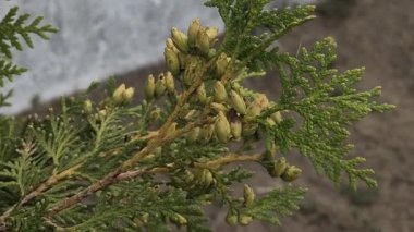 thuja çiçekleri. Parktaki güzel yeşil thuja şubesi. Rüzgarda sallanan bir selvi ağacı. Cennetin bahçesinden alınmış, piramit şeklinde bir tacı olan Evergreen ağaçları. Bir daldaki küçük koniler.