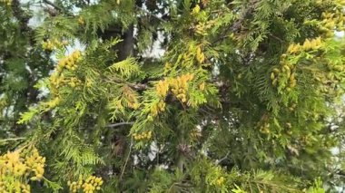 thuja çiçekleri. Parktaki güzel yeşil thuja şubesi. Rüzgarda sallanan bir selvi ağacı. Cennetin bahçesinden alınmış, piramit şeklinde bir tacı olan Evergreen ağaçları. Bir daldaki küçük koniler.