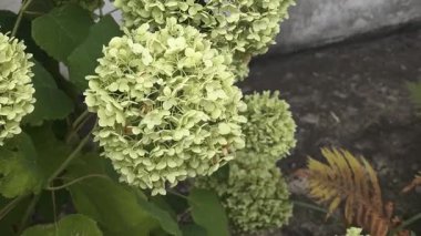 Yeşil ortanca. Sabah ışığında Beyaz Ortanca Yazı. Parlak beyaz ve yeşil ortanca çalısı yumuşak sabah güneşinde parlar, bahçe ve açık hava için mükemmeldir..