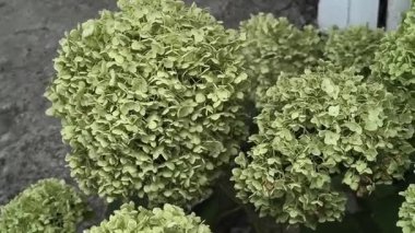 Yeşil ortanca. Sabah ışığında Beyaz Ortanca Yazı. Parlak beyaz ve yeşil ortanca çalısı yumuşak sabah güneşinde parlar, bahçe ve açık hava için mükemmeldir..