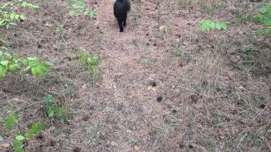 Ormanda koşan küçük siyah bir kaniş. Doğadaki siyah kaniş. Küçük siyah köpek..