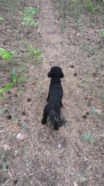 Ormanda koşan küçük siyah bir kaniş. Doğadaki siyah kaniş. Küçük siyah köpek..