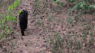 Ormanda koşan küçük siyah bir kaniş. Doğadaki siyah kaniş. Küçük siyah köpek..