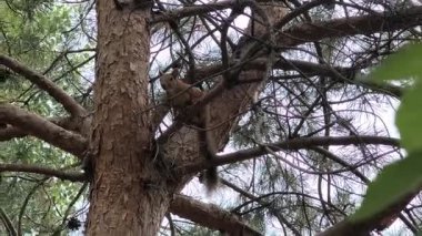 Küçük kırmızı bir sincap bir çam dalına oturur. Ağaçtaki bir sincap. Bir sincap bir insanla oynar.