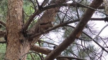 Küçük kırmızı bir sincap bir çam dalına oturur. Ağaçtaki bir sincap. Bir sincap bir insanla oynar.