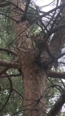 Küçük kırmızı bir sincap bir çam dalına oturur. Ağaçtaki bir sincap. Bir sincap bir insanla oynar.