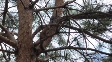 Küçük kırmızı bir sincap bir çam dalına oturur. Ağaçtaki bir sincap. Bir sincap bir insanla oynar.