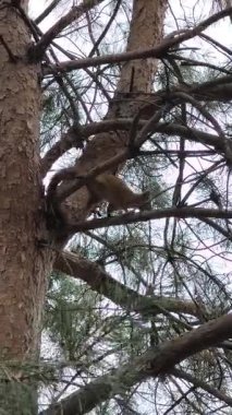 Küçük kırmızı bir sincap bir çam dalına oturur. Ağaçtaki bir sincap. Bir sincap bir insanla oynar.