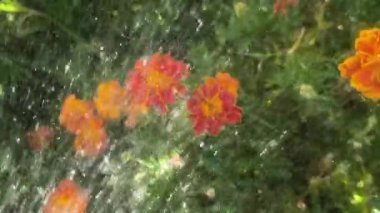 Çiçek tarhında kadife çiçekleri. Su ve kadife çiçeği. Çiçekleri sulayan adam. Küçük turuncu parlak çiçekler. Sarı yaz çiçekleri. Çiçek tarhını sulamak.