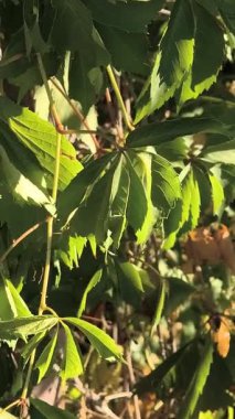 Zıpzıp ve üzüm yaprakları. Doğanın yeşil arka planında kıvrılan bir bitki. Zıpzıp hasatı. Rüzgarlı bir günde yeşil zıpzıp çiftliği