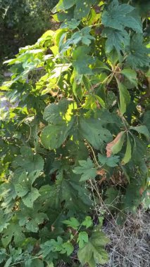 Zıpzıp ve üzüm yaprakları. Doğanın yeşil arka planında kıvrılan bir bitki. Zıpzıp hasatı. Rüzgarlı bir günde yeşil zıpzıp çiftliği