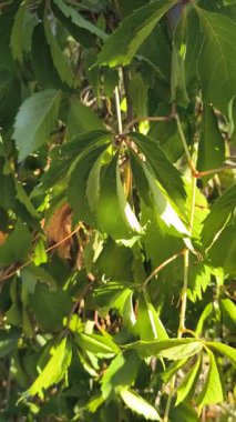 Zıpzıp ve üzüm yaprakları. Doğanın yeşil arka planında kıvrılan bir bitki. Zıpzıp hasatı. Rüzgarlı bir günde yeşil zıpzıp çiftliği
