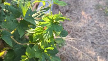 Zıpzıp ve üzüm yaprakları. Doğanın yeşil arka planında kıvrılan bir bitki. Zıpzıp hasatı. Rüzgarlı bir günde yeşil zıpzıp çiftliği