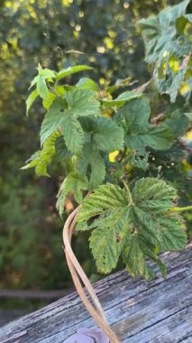 Zıpzıp ve üzüm yaprakları. Doğanın yeşil arka planında kıvrılan bir bitki. Zıpzıp hasatı. Rüzgarlı bir günde yeşil zıpzıp çiftliği