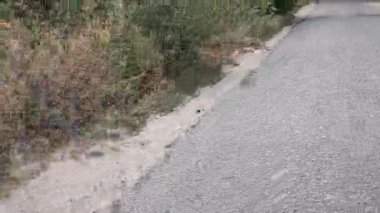 Birinci şahıstan arabaya binmek. Serpentine Dağ Yolu 'nun birinci şahıs görüntüsü. Video araba sürüşünü gösteriyor, manzaralı alanda serpentin yolu. Sürüş deneyimini yakalar,