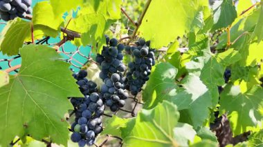 Küçük bir demet mavi üzüm çalılıktaki bir dalda titreşiyor.