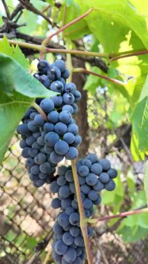 Küçük bir demet mavi üzüm çalılıktaki bir dalda titreşiyor.