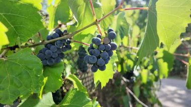 Küçük bir demet mavi üzüm çalılıktaki bir dalda titreşiyor.