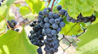 Küçük bir demet mavi üzüm çalılıktaki bir dalda titreşiyor.