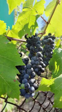 Küçük bir demet mavi üzüm çalılıktaki bir dalda titreşiyor.