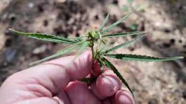 Elinde kenevir. Endüstriyel kenevirin (Kenevir Sativa) gelişimini inceleyen tarımcı, elinde yaprak, seçici odaklanma. Genç kenevir bitkisi. Kenevir bitkisi çiçeklenmeye başlarken.