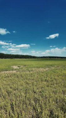 Bulutlu bir gökyüzünün altında güzel yeşil çayır, kırsal tarım manzarası, hızlandırılmış zaman manzarası. Ukrayna manzarası. Ukrayna. yüksek kaliteli üst görüntü.