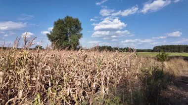Mısır tarlası. Tarlada kuru mısır. Ukrayna manzarası. Ukrayna. Sarı tarla ve mavi gökyüzü. Mısır yetiştiriyorum. Kuru ot tarlası.