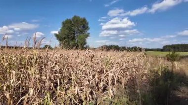 Mısır tarlası. Tarlada kuru mısır. Ukrayna manzarası. Ukrayna. Sarı tarla ve mavi gökyüzü. Mısır yetiştiriyorum. Kuru ot tarlası.