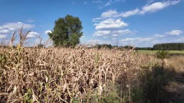 Mısır tarlası. Tarlada kuru mısır. Ukrayna manzarası. Ukrayna. Sarı tarla ve mavi gökyüzü. Mısır yetiştiriyorum. Kuru ot tarlası.