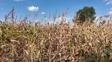 Mısır tarlası. Tarlada kuru mısır. Ukrayna manzarası. Ukrayna. Sarı tarla ve mavi gökyüzü. Mısır yetiştiriyorum. Kuru ot tarlası.