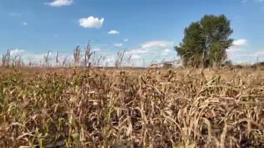 Mısır tarlası. Tarlada kuru mısır. Ukrayna manzarası. Ukrayna. Sarı tarla ve mavi gökyüzü. Mısır yetiştiriyorum. Kuru ot tarlası.