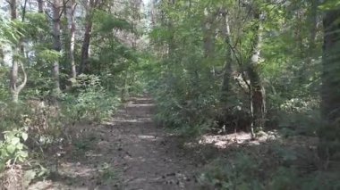 Çam ormanında dar bir yol. Orman yolu. Ormanda yürü. Uzun çam ağaçları. Ukrayna ormanı. Ukrayna.