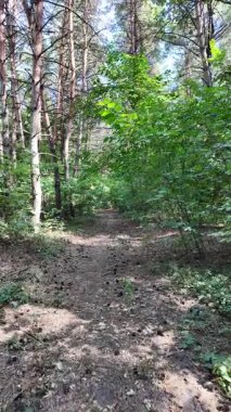 Çam ormanında dar bir yol. Orman yolu. Ormanda yürü. Uzun çam ağaçları. Ukrayna ormanı. Ukrayna.