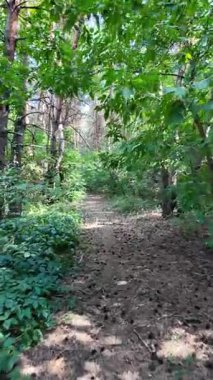 Çam ormanında dar bir yol. Orman yolu. Ormanda yürü. Uzun çam ağaçları. Ukrayna ormanı. Ukrayna.