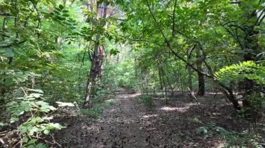 Çam ormanında dar bir yol. Orman yolu. Ormanda yürü. Uzun çam ağaçları. Ukrayna ormanı. Ukrayna.