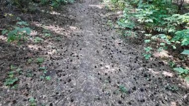 Çam ormanında dar bir yol. Orman yolu. Ormanda yürü. Uzun çam ağaçları. Ukrayna ormanı. Ukrayna.