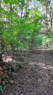 Çam ormanında dar bir yol. Orman yolu. Ormanda yürü. Uzun çam ağaçları. Ukrayna ormanı. Ukrayna.