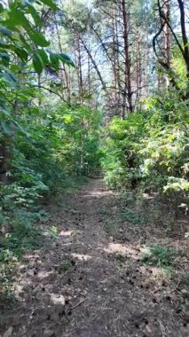 Çam ormanında dar bir yol. Orman yolu. Ormanda yürü. Uzun çam ağaçları. Ukrayna ormanı. Ukrayna.